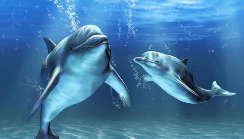 海豚的性格器官有多大